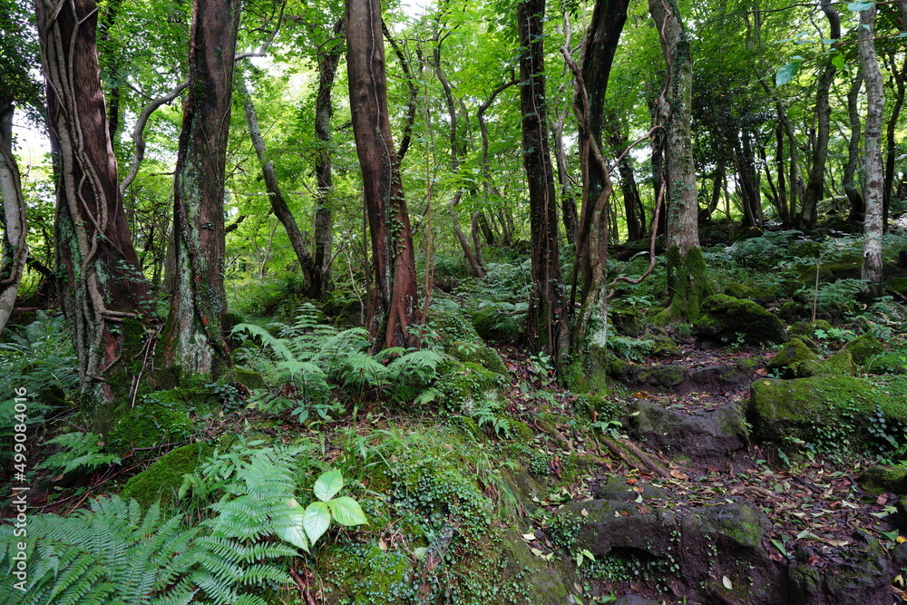 forest pathway through mossy rocks and fern forest pathway through mossy rocks and fern