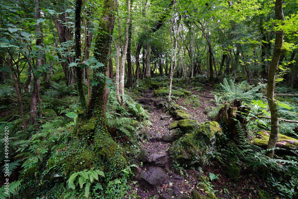 forest pathway through mossy rocks and fern