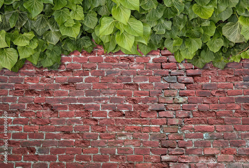 Old Texture brick wall, background, detailed pattern covered in ivy
