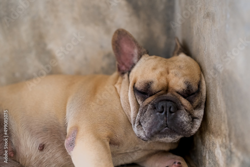French Bulldog lying against concrete wall indoor.