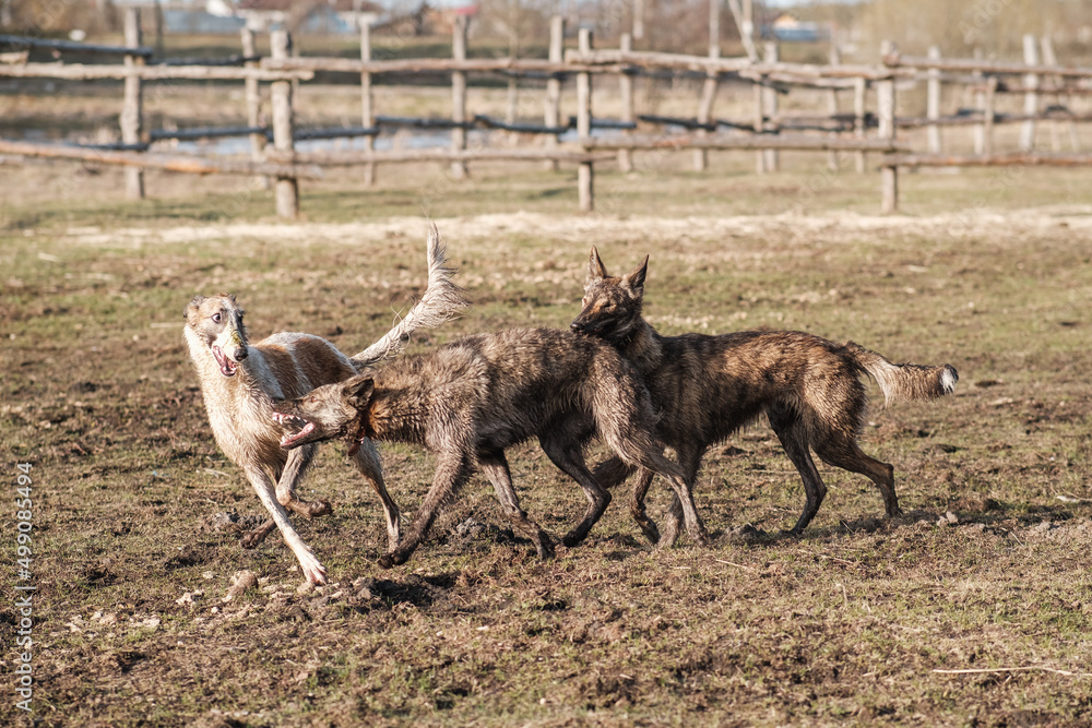 Two wild hyena dogs and a Russian borzoi run after each other in a field in early spring. Sunset Two wild hyena dogs and a Russian borzoi run after each other in a field in early spring. Sunset