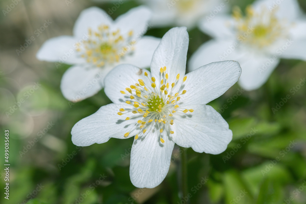 Closeup of a wood anemone blossom (Anemone nemorosa). Closeup of a wood anemone blossom (Anemone nemorosa).