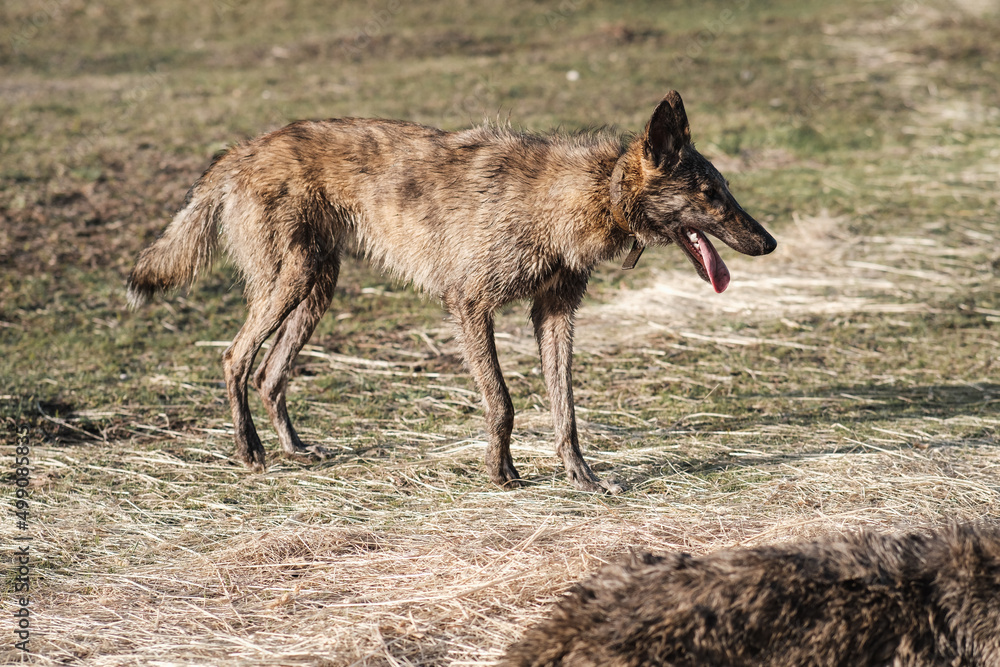 Fototapeta premium A wild hyena-colored dog stands in a field in spring. Sunset
