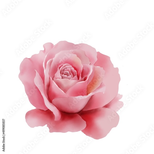 An illustration of a beautiful pink rose on white background