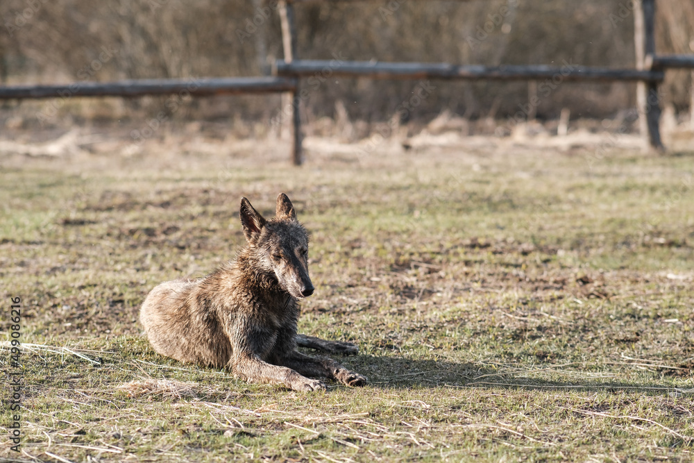Fototapeta premium Wild dog hyena lies in a field in early spring. Sunset
