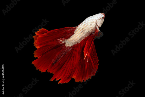 Swimming Action of Betta  Siamese fighting fish  Halfmoon red fin and white body betta isolated on black background with clipping path