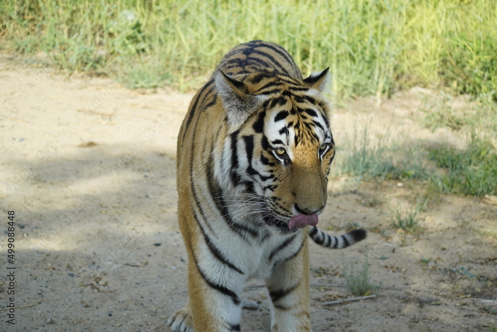 Fototapeta premium Tiger in his natural environment