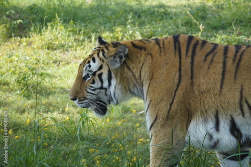 Tiger in his natural environment 