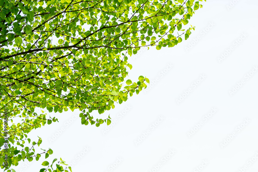 Obraz premium 青々とした新緑の葉