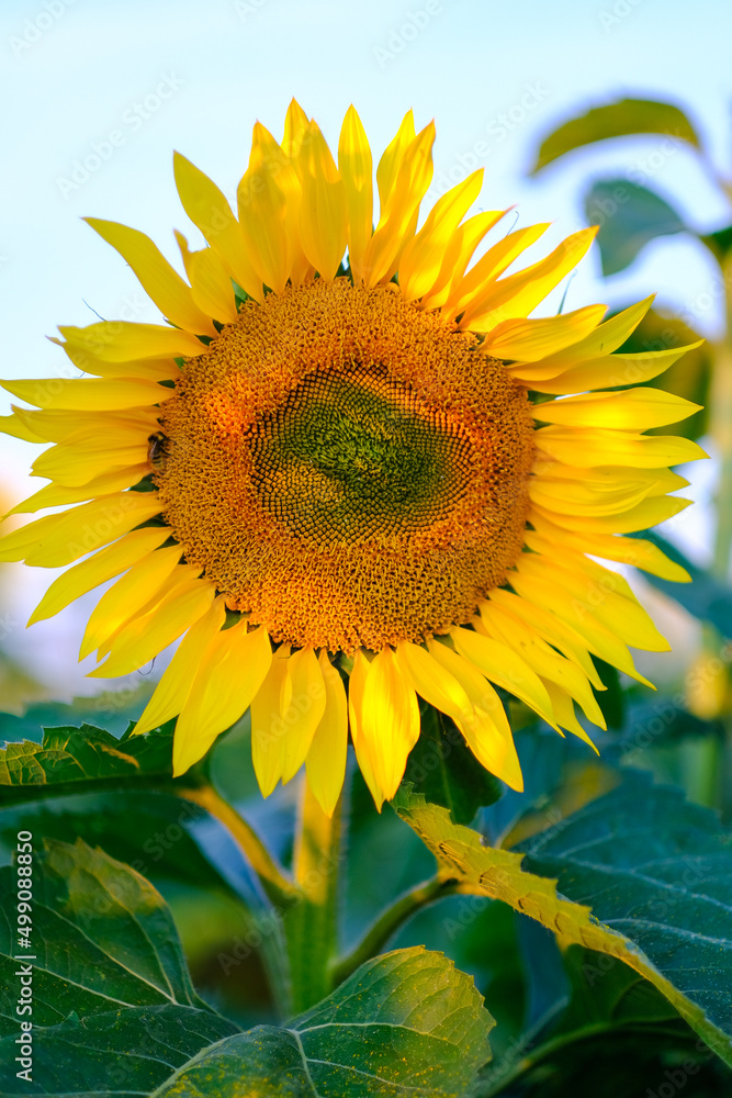 Beautiful summer sunflowers in the field Beautiful summer sunflowers in the field