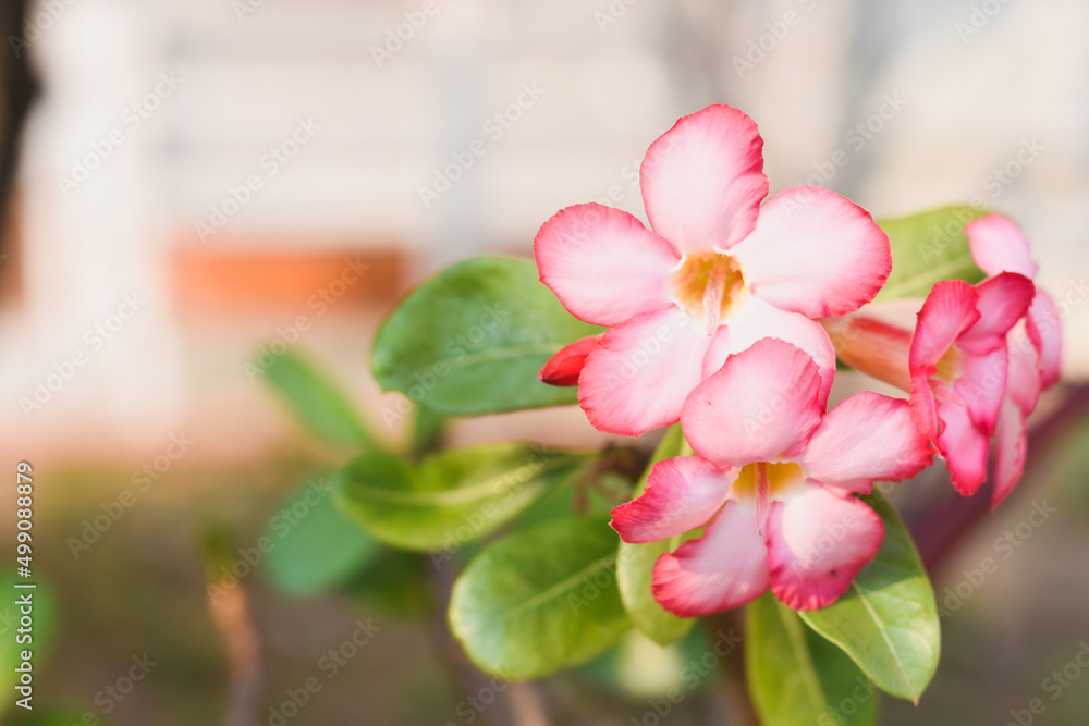 Obraz premium pink azalea flowers in the garden