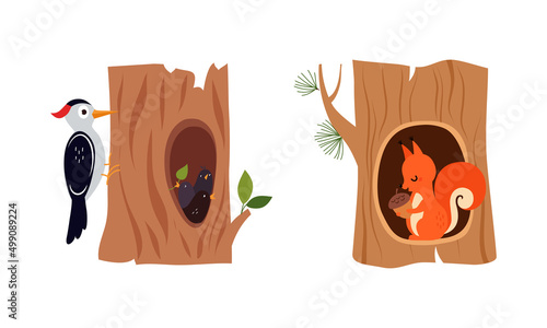 Cute animals in tree hollows set. Adorable little squirrel sitting in hollow. Woodpecker feeding chicks in nest cartoon vector illustration