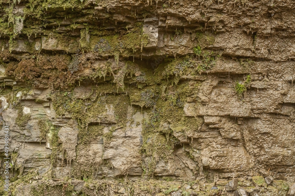 Wet textured rock is overgrown with moss, with copyspace on the right.
