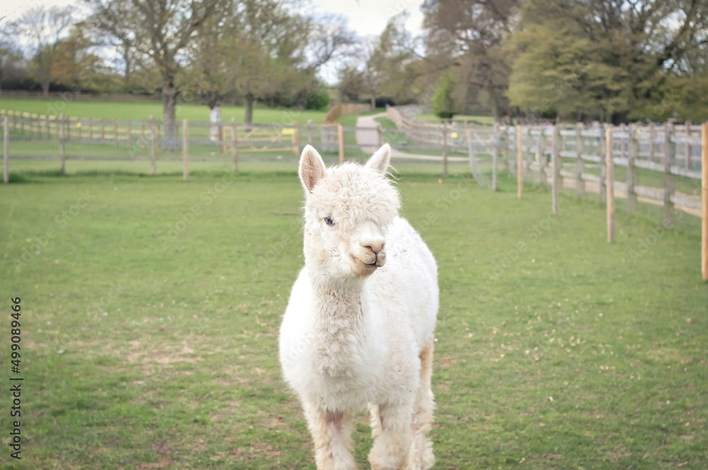 Obraz premium white llama on farm