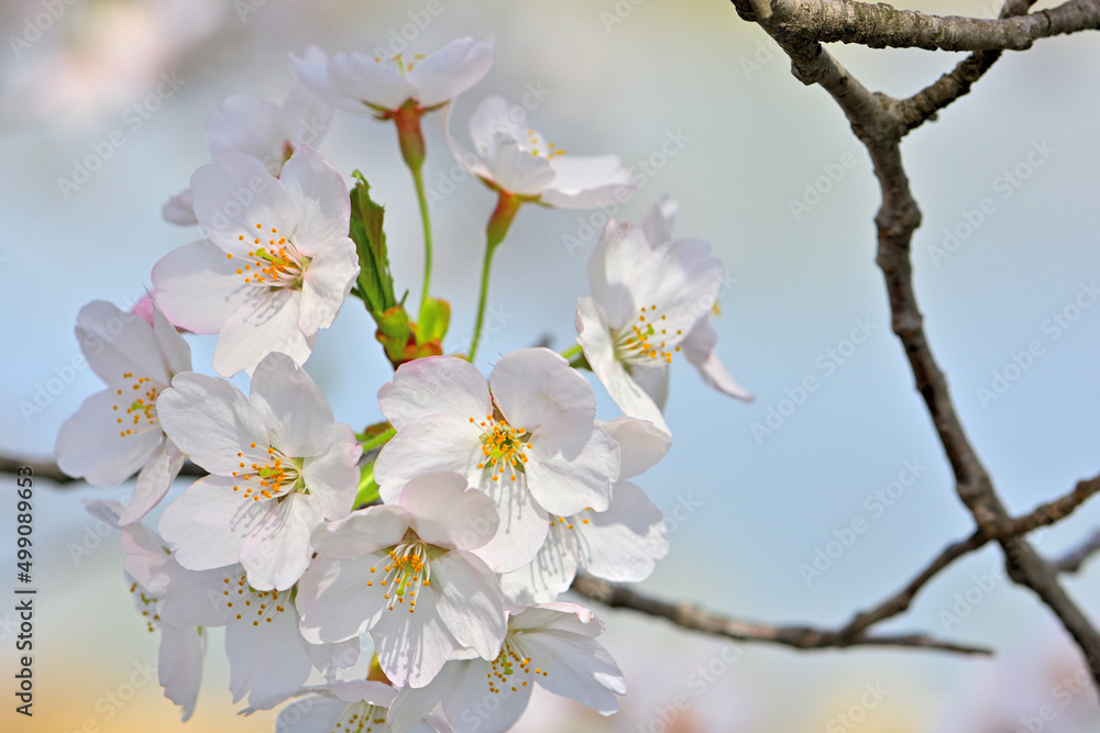 春の船岡城址公園と一目千本桜
