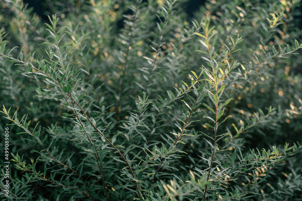 Spirea plant, evergreen flowering shrub. Thin short green leaves. Background partially blurred image of Spiraea Grefsheim Spirea plant, evergreen flowering shrub. Thin short green leaves. Background partially blurred image of Spiraea Grefsheim