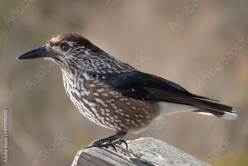 spotted nutcracker  sits, tatrzański park zakopane  Poland