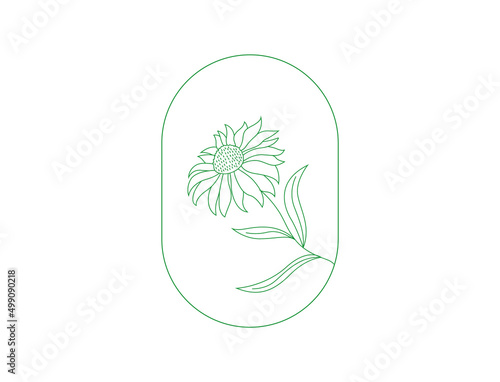 Echinacea flower, medical herbs.
Single element line art ayurvedic herb. Hand-drawn engraved sketch vector illustration.