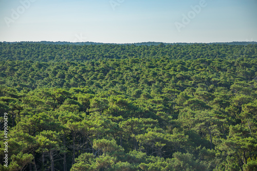 Landes forest with pine trees seen from the Dune du Pilat in France