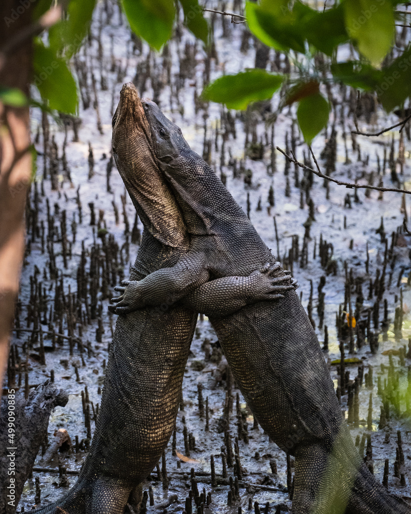 Malayan water monitor lizard (Varanus salvator) wrestling each other in