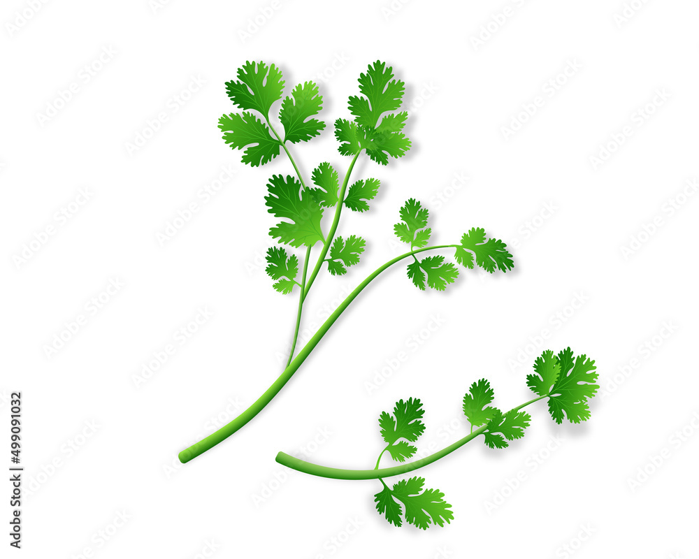Coriander green leaves vector illustration in high quality Coriander green leaves vector illustration in high quality