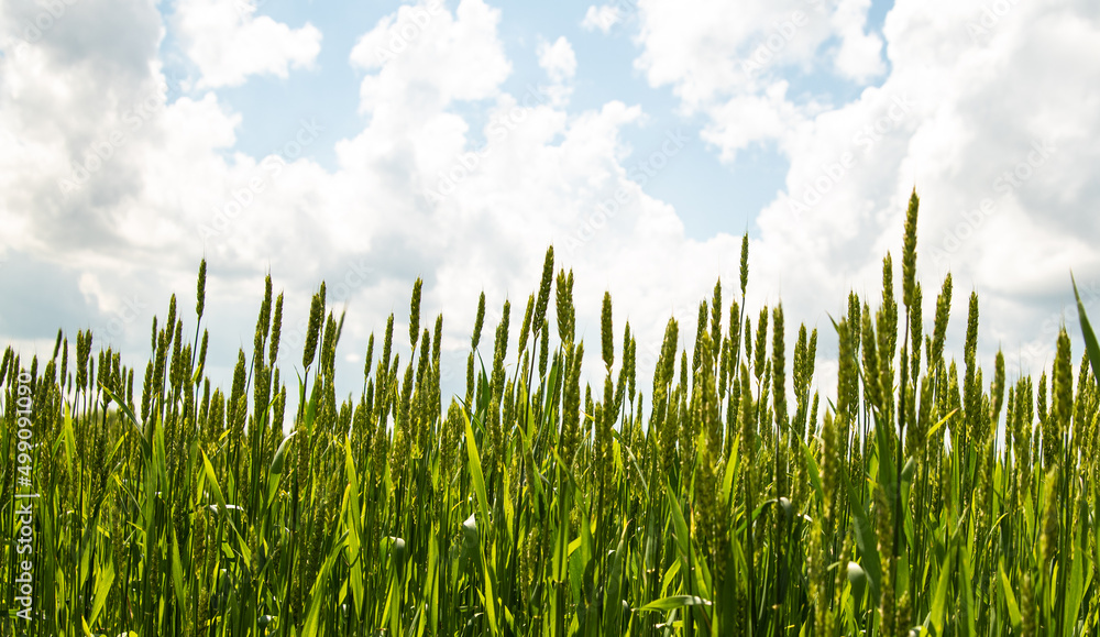 Obraz premium green ears of rye in the sunlight