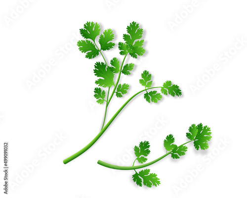 Coriander green leaves vector illustration in high quality