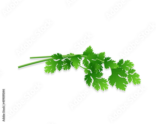 Vector illustration of Coriander leave herb on white background