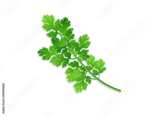 Green coriander vector leaves isolated on white background