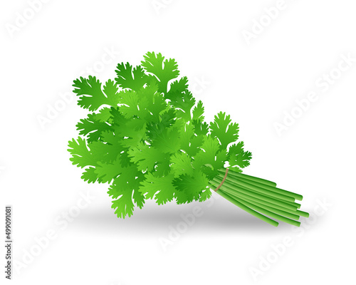 Bunch of Coriander leaves  herbs vector illustration on white background