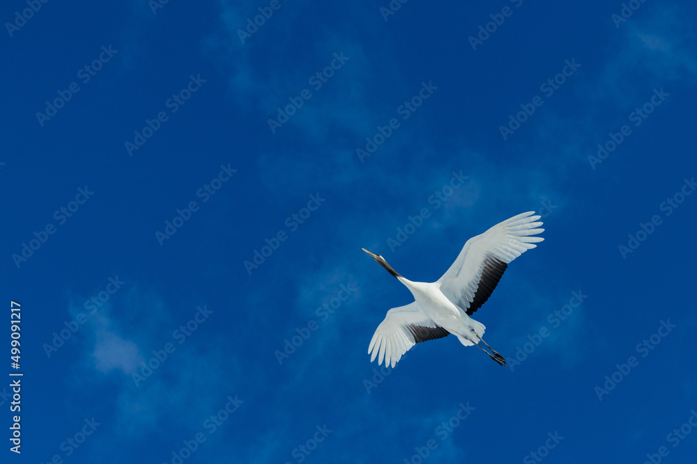 Obraz premium 丹頂鶴、crane