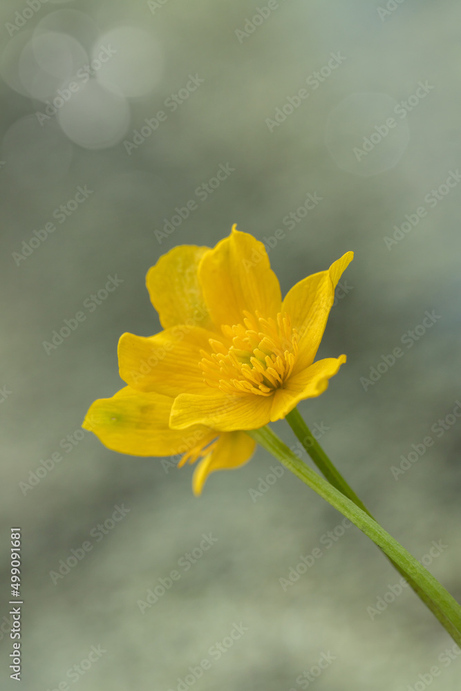 Closeup of yellow marsh-marigold blossoms (Caltha palustris). Closeup of yellow marsh-marigold blossoms (Caltha palustris).