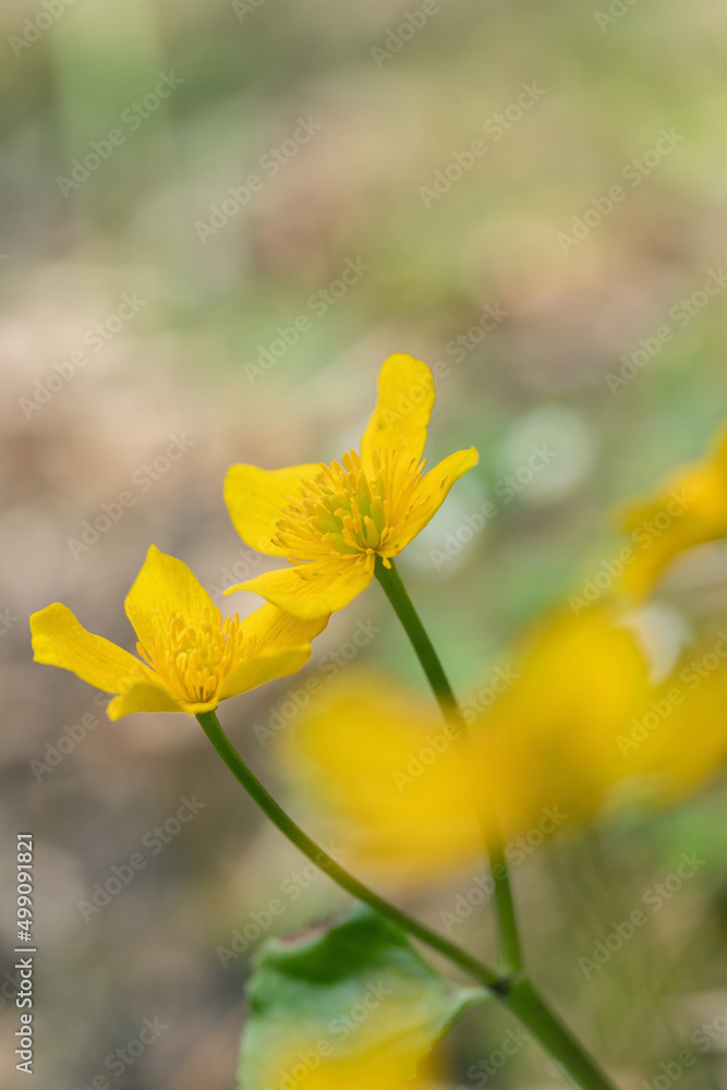 Fototapeta premium Portrait of yellow marsh-marigold blossoms (Calatha palustris).