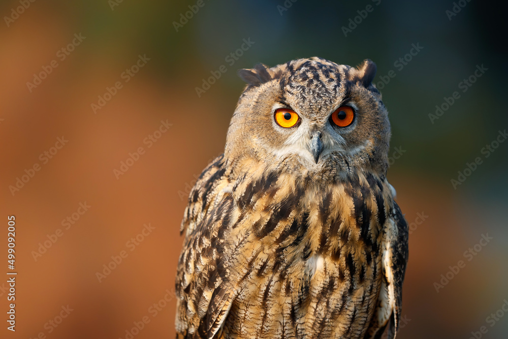 Fototapeta premium Portrait of an European Eagle Owl (Bubo bubo) in Gelderland in the Netherlands.