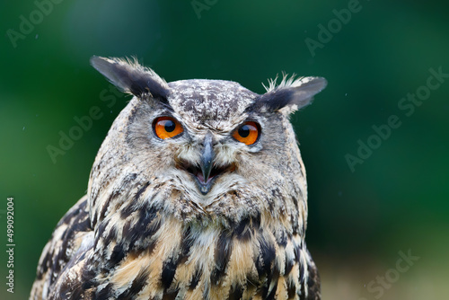 Portrait of an European Eagle Owl (Bubo bubo) in Gelderland in the Netherlands.