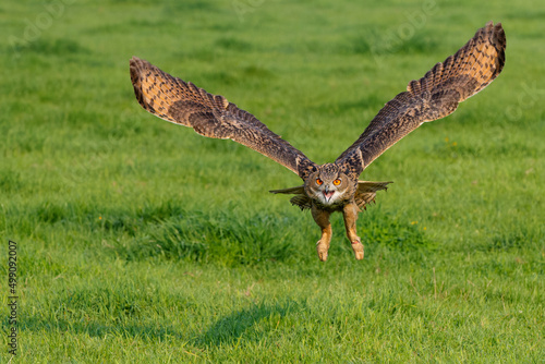 An European Eagle Owl (Bubo bubo) flying over the meadows in the Netherlands.