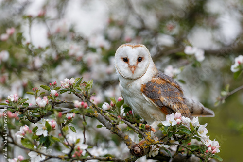 Barn owl (Tyto alba) in an orchard in spring in a tree. Pink and white  blossom background. Noord Brabant in the Netherlands. photo