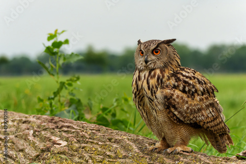 Eurasian Eagle-Owl (Bubo bubo) sitting in the meadows in Gelderland in the Netherlands