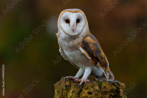 Barn Owl (Tyto alba) sitting in a tree with autumn colors in the background in Noord Brabant in the Netherlands    photo