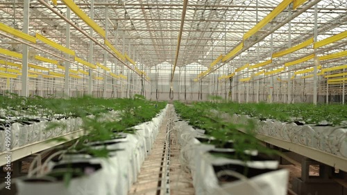 Young Cannabis plants in greenhouse photo