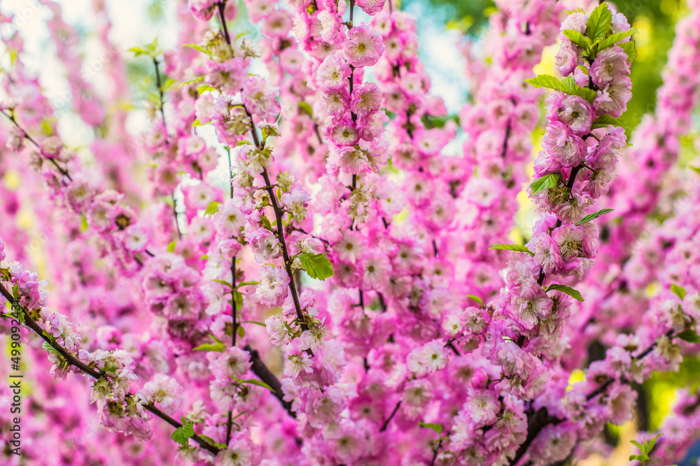 Beautiful gentle bright pink twigs of sakura blossom with selective focus and soft blurry background. Sakura tree in blossom