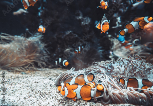 Ocellaris clownfish or Amphiprion ocellaris swimming underwater Fototapet