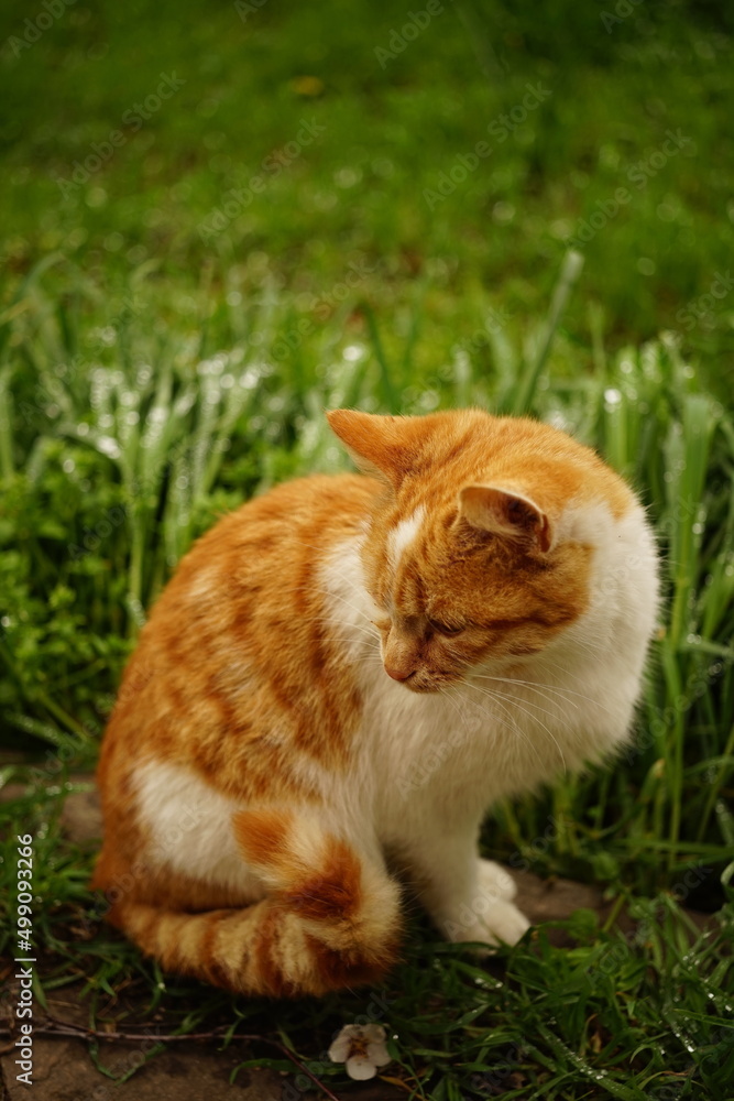 Portrait of a ginger white cat near the green grass in the spring garden