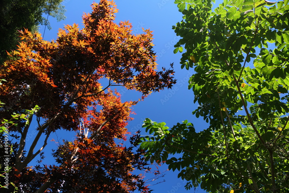 Obraz premium 秋の紅葉のように赤く染まった夏のもみじ 