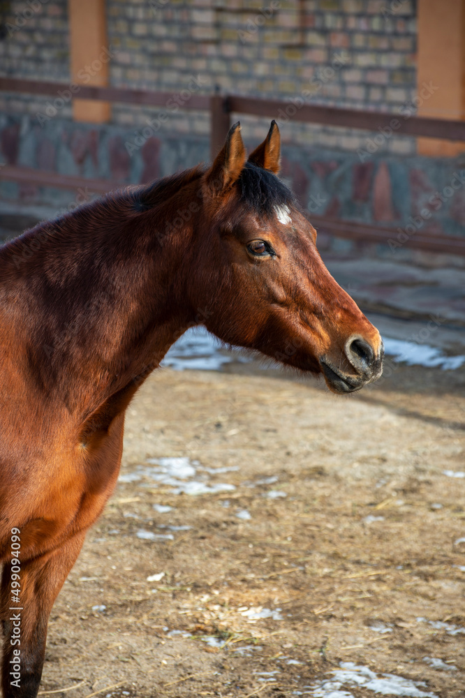 Fototapeta premium portrait of a horse