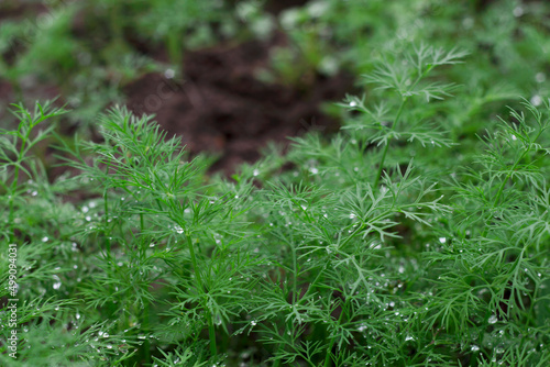 young green dill with dew drops in the garden