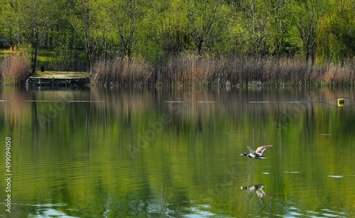 Duck on the lake © Jelena