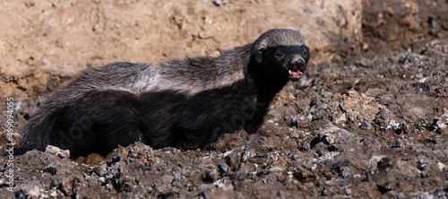 D31_6875 - Honey Badger (Mellivora capensis) Kgalagadi Transfortier Park, South Africa. jpg
