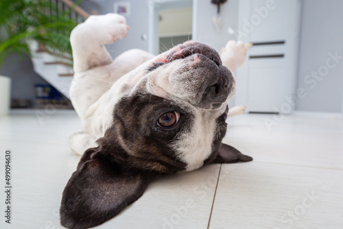 French bulldog at home lying upside down