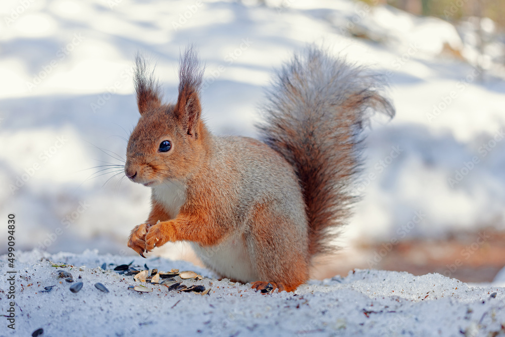 red wild squirrel on the snow nibbles seeds in the winter park, close-up red wild squirrel on the snow nibbles seeds in the winter park, close-up